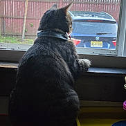Siru is registered to the contest to win money with this photo: cat, tabby, pet, windowsill, window, screen, collar, gazing, back_view, indoor, fur, whiskers, fence, parked_car, bmw, household, daylight, curiosity, sill, domestic_cat