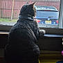 cat, tabby, pet, windowsill, window, screen, collar, gazing, back_view, indoor, fur, whiskers, fence, parked_car, bmw, household, daylight, curiosity, sill, domestic_cat