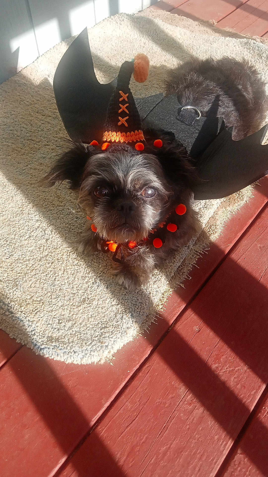 Lulu is registered to the contest to win money with this photo: dog, costume, witch_hat, orange, black, pom_poms, small_dog, carpet, rug, sunlight, shadow, wooden_floor, indoor, pet, cute, holiday, halloween, decorative, animal, portrait