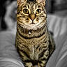 animal, bed, bell, blanket, cat, close_up, collar, curious, ears, eyes, feline, focused, fur, indoor, pet, portrait, soft, striped, tabby_cat, whiskers