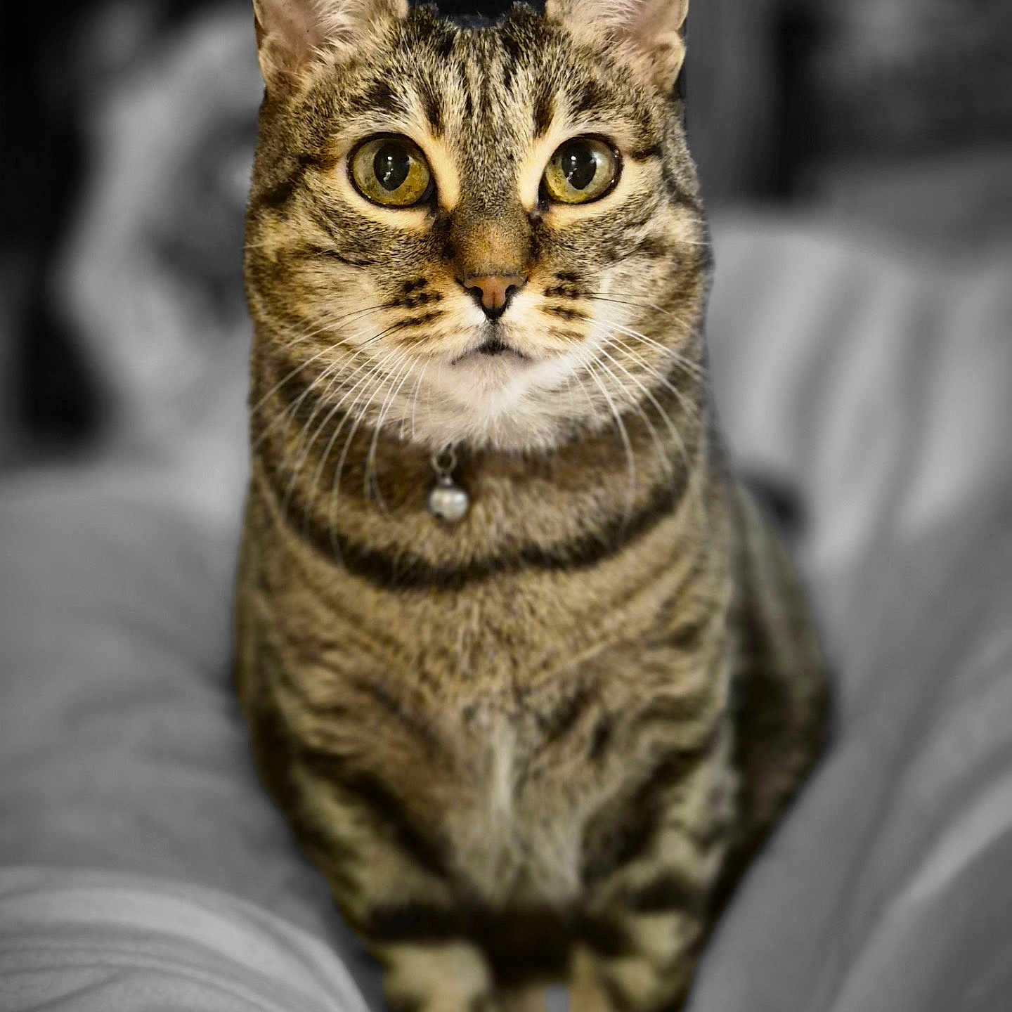 Milo