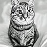 Milo participe au concours pour gagner de l'argent avec cette photo : animal, black_and_white, cat, close_up, collar, cute, domestic_cat, ears, eyes, feline, focused, fur, indoor, mammal, pet, portrait, sitting, soft_background, tabby, whiskers