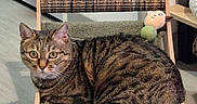 Milo a rejoint le concours — aidez-le/la à gagner de superbes lots ! animal, cat, chair, cozy, curious, cute, domestic_cat, feline, floor, furniture, home, indoor, looking_at_camera, pet, plush_toy, relaxing, resting, striped_fur, tabby, wooden_frame