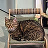 animal, cat, chair, cozy, curious, cute, domestic_cat, feline, floor, furniture, home, indoor, looking_at_camera, pet, plush_toy, relaxing, resting, striped_fur, tabby, wooden_frame