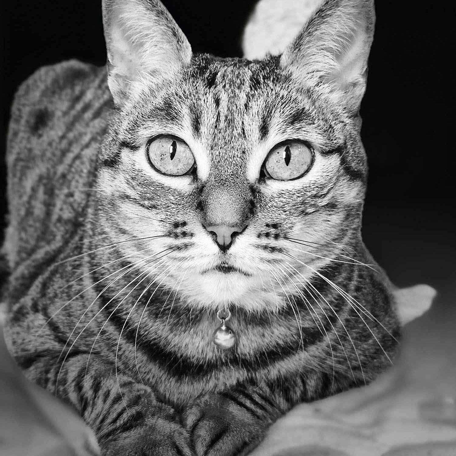 Milo