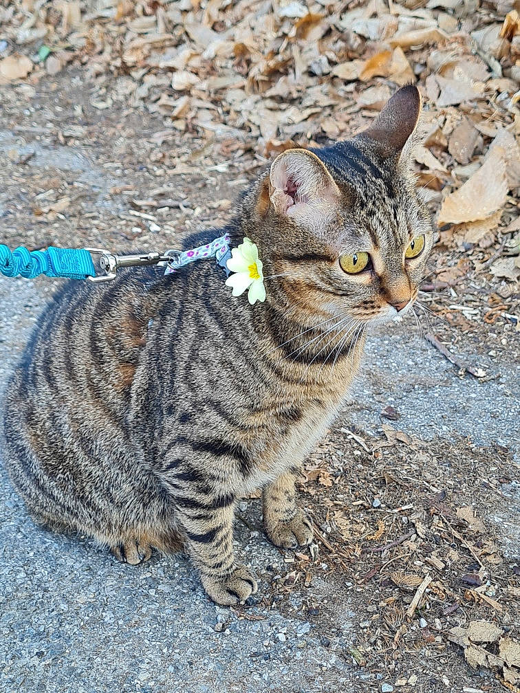 Milo a rejoint le concours — aidez-le/la à gagner de superbes lots ! asphalt, carnivore, cat, domestic_short_haired_cat, felidae, fur, grass, paw, road_surface, small_to_medium_sized_cats, snout, soil, tail, terrestrial_animal, whiskers