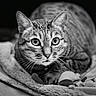 Milo participe au concours pour gagner de l'argent avec cette photo : animal, black_and_white, blanket, cat, close_up, curious, domestic, ears, eyes, feline, floor, fur, indoor, pet, portrait, resting, soft_texture, tabby_cat, toy_mouse, whiskers