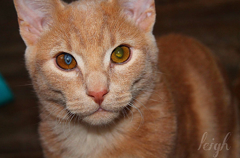 Perseus joined the competition — help win amazing prizes! abyssinian, aegean_cat, arabian_mau, asian, carnivore, cat, chausie, close_up, domestic_short_haired_cat, eye, fawn, felidae, german_rex, mammal, singapura, small_to_medium_sized_cats, snout, tabby_cat, vertebrate, whiskers