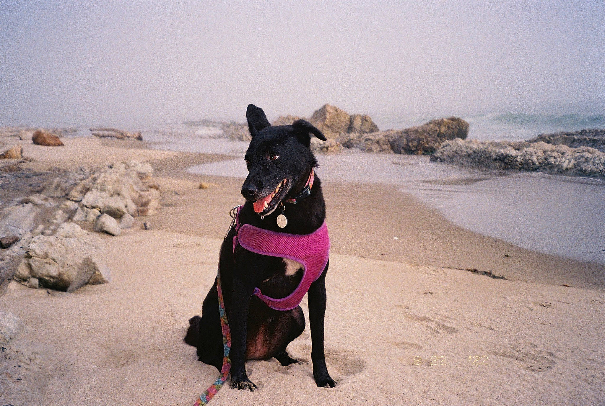 Stella is registered to the contest to win money with this photo: beach, canidae, carmine, carnivore, collar, dog, dog_breed, dog_collar, fawn, landscape, magenta, ocean, rock, sand, sky, sporting_group, water, wave, wind_wave, working_animal