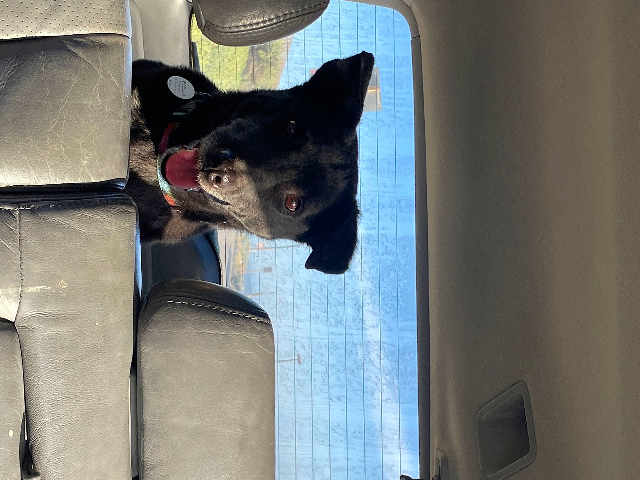 Stella joined the competition — help win amazing prizes! art, canidae, carmine, carnivore, dog, dog_breed, fang, felidae, fictional_character, fur, guard_dog, jaw, metal, small_to_medium_sized_cats, snout, sporting_group, terrestrial_animal, whiskers, window, working_animal