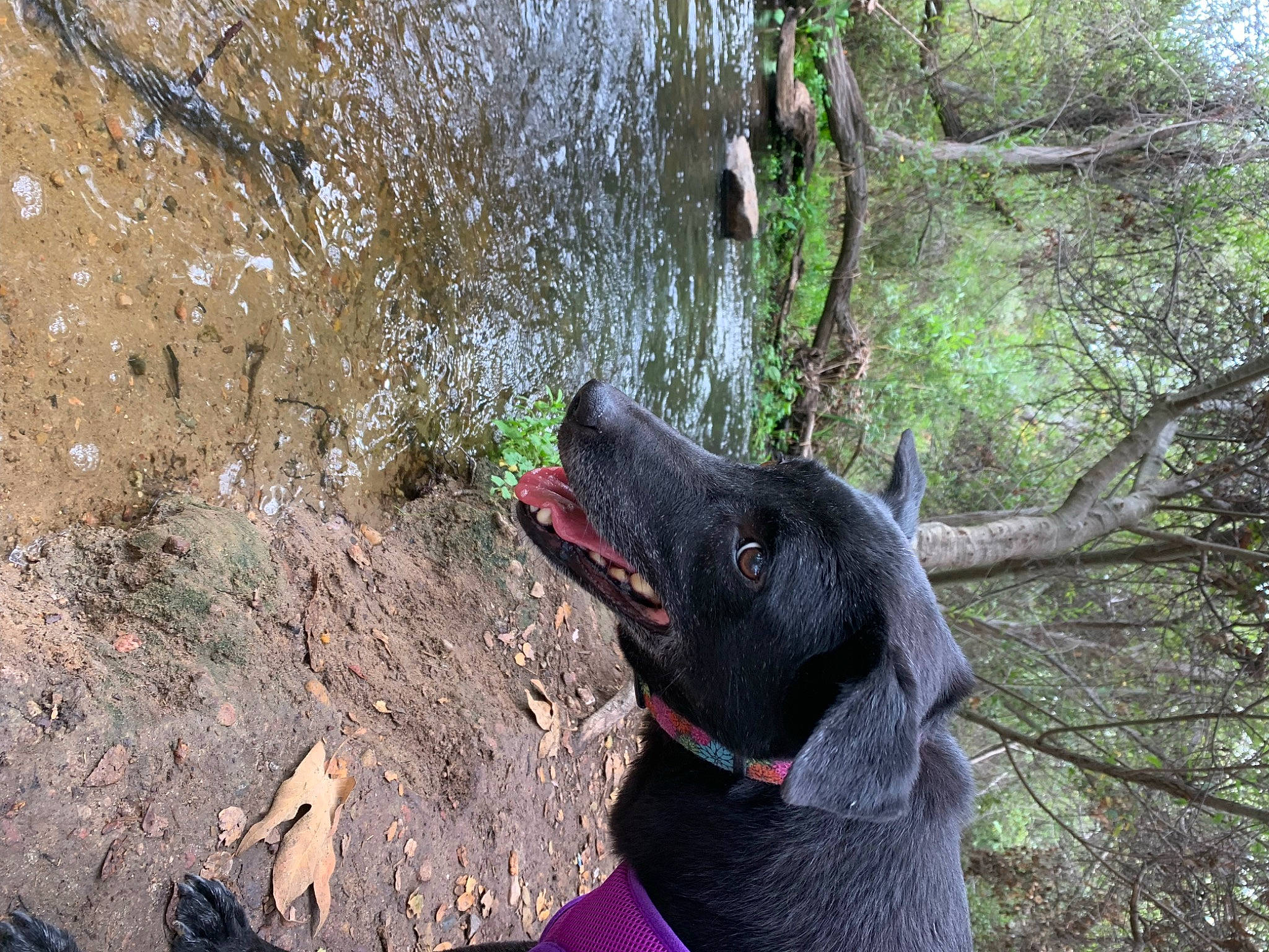 Stella joined the competition — help win amazing prizes! adventure, borador, carnivore, collar, dog, dog_breed, dog_collar, dog_hiking, fur, hunting_dog, plant, soil, sporting_group, tail, terrestrial_animal, tree, water, wilderness, working_animal