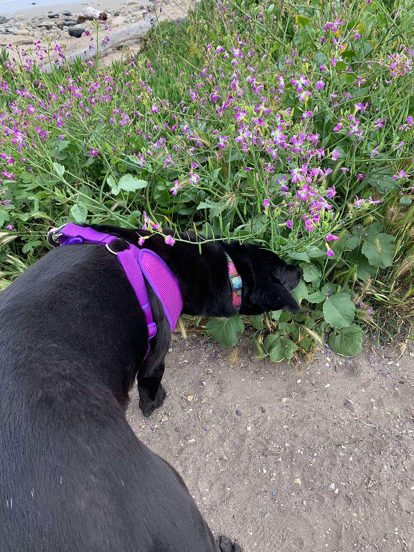Stella joined the competition — help win amazing prizes! annual_plant, carnivore, collar, dog, dog_breed, dog_collar, electric_blue, fashion_accessory, flower, flowering_plant, grass, groundcover, herbaceous_plant, magenta, pet_supply, plant, purple, shrub, sporting_group, working_animal