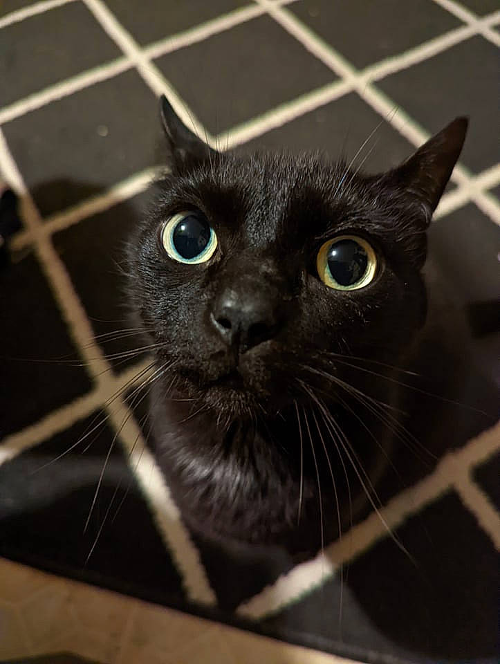 Shadow is registered to the contest to win money with this photo: black_cat, bombay, carnivore, cat, circle, domestic_short_haired_cat, felidae, fur, iris, photography, small_to_medium_sized_cats, snout, terrestrial_animal, whiskers