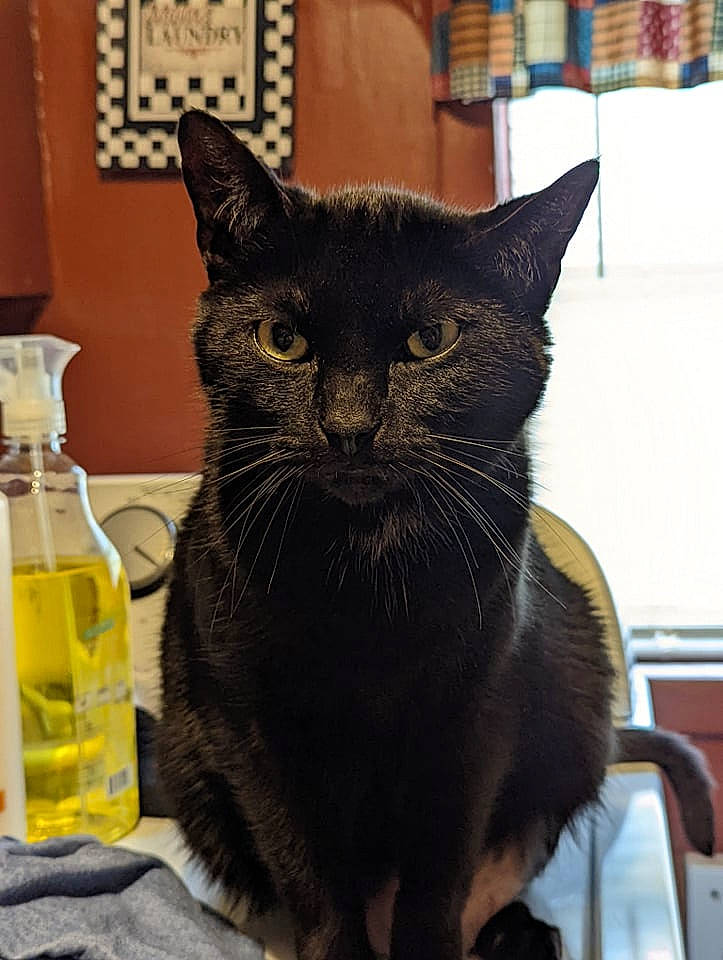 Shadow is registered to the contest to win money with this photo: black_cat, bottle, carnivore, cat, chair, drinking_water, felidae, fluid, fur, liquid, mustard_oil, oil, plastic_bottle, small_to_medium_sized_cats, snout, solvent, soybean_oil, water_bottle, whiskers, window
