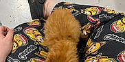 Bean is registered to the contest to win money with this photo: kitten, cat, orange_cat, fluffy, pajama_pants, cartoon_print, person, hand, floor, casual, indoor, sitting, paw, cute, pet, animal, resting, clothing, pattern, relaxation