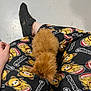 animal, cartoon_print, casual, cat, clothing, cute, floor, fluffy, hand, indoor, kitten, orange_cat, pajama_pants, pattern, paw, person, pet, relaxation, resting, sitting