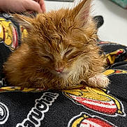 Bean joined the competition — help win amazing prizes! kitten, cat, orange_cat, wet_fur, sleepy, hand, blanket, close_up, pet, animal, cute, feline, cozy, resting, indoor, young_cat, domestic_cat, fur, paw, nap_time