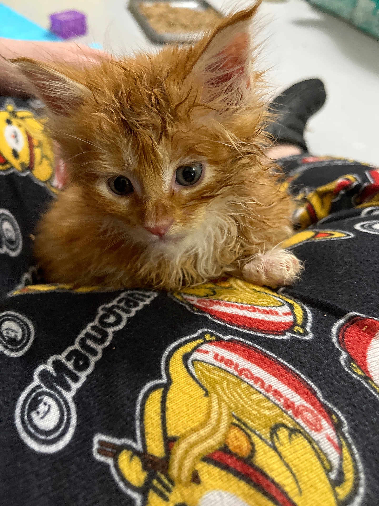 Bean is registered to the contest to win money with this photo: kitten, cat, wet_fur, orange_cat, cute, small_animal, pajamas, cartoon_print, indoor, pet, animal, feline, close_up, young_cat, curious, fur, sitting, looking, soft_lighting, domestic