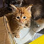 Bean is registered to the contest to win money with this photo: kitten, cat, wet_fur, orange_cat, fluffy_cat, indoor, cardboard_box, curious, pets, animal, young_cat, feline, close_up, eyes, whiskers, ears, sitting, floor, domestic_cat, cute