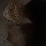 Dino Nugget is registered to the contest to win money with this photo: animal, bed, cat, comfort, cozy, cute, domestic, ears, feline, fur, indoor, nap, orange_cat, peaceful, pet, relaxed, resting, sleeping, soft, whiskers