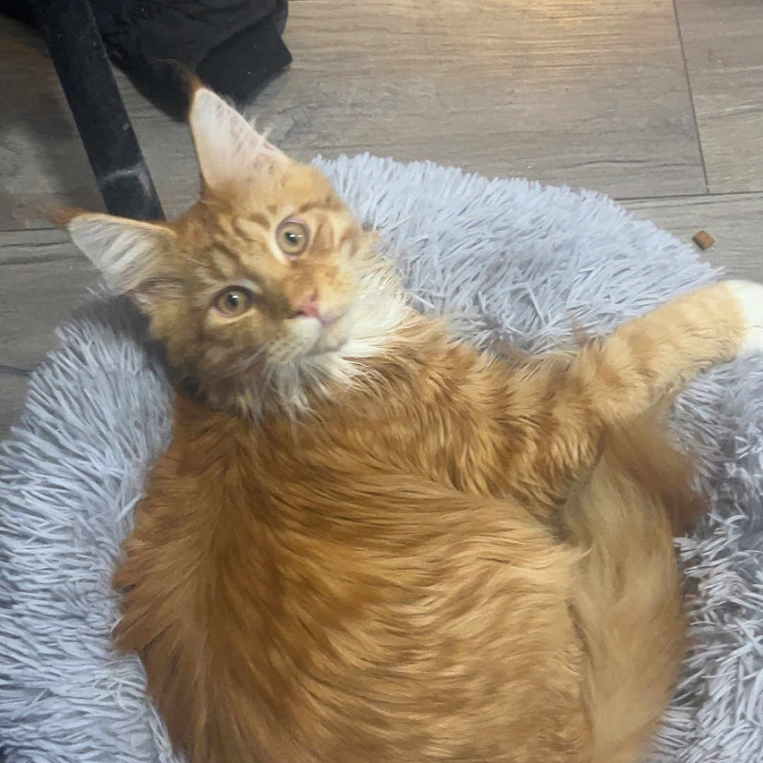 Dino Nugget joined the competition — help win amazing prizes! animal, cat, cozy, curious, cute, domestic_cat, feline, floor, fluffy, gray_bed, indoor, looking, orange_cat, pet, pet_bed, relaxed, resting, tabby_cat, two_cats, wooden_floor