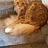 Dino Nugget is registered to the contest to win money with this photo: animal, carpet, cat, cozy, curious, cute, domestic, ears, eyes, feline, fluffy_tail, fur, home, indoor, mammal, orange_tabby, pet, resting, stair, whiskers