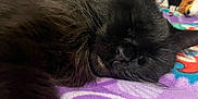 Angel Elizabeth is registered to the contest to win money with this photo: cat, black_cat, sleeping, fur, pet, indoor, blanket, purple, cozy, relaxed, whiskers, closeup, animal, cute, resting, soft, fur_texture, bed, home, nap