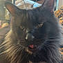 Angel Elizabeth is registered to the contest to win money with this photo: cat, black_cat, close_up, fluffy, tongue_out, indoor, pet, animal, feline, whiskers, ears, face, fur, sleepy, cheeky, leopard_print, household, shelf, cozy, domestic