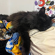 Angel Elizabeth joined the competition — help win amazing prizes! cat, black_cat, sleeping, fluffy, blanket, pillow, indoor, wall, stickers, decorations, napping, feline, pet, cozy, resting, cute, animal, fur, relaxation, comfortable