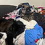 Angel Elizabeth joined the competition — help win amazing prizes! cat, black_cat, tabby_cat, clothing, pile, couch, indoor, relaxed, feline, pet, fur, resting, messy, fabric, textile, domestic_animal, animal, soft, sleepy, companion