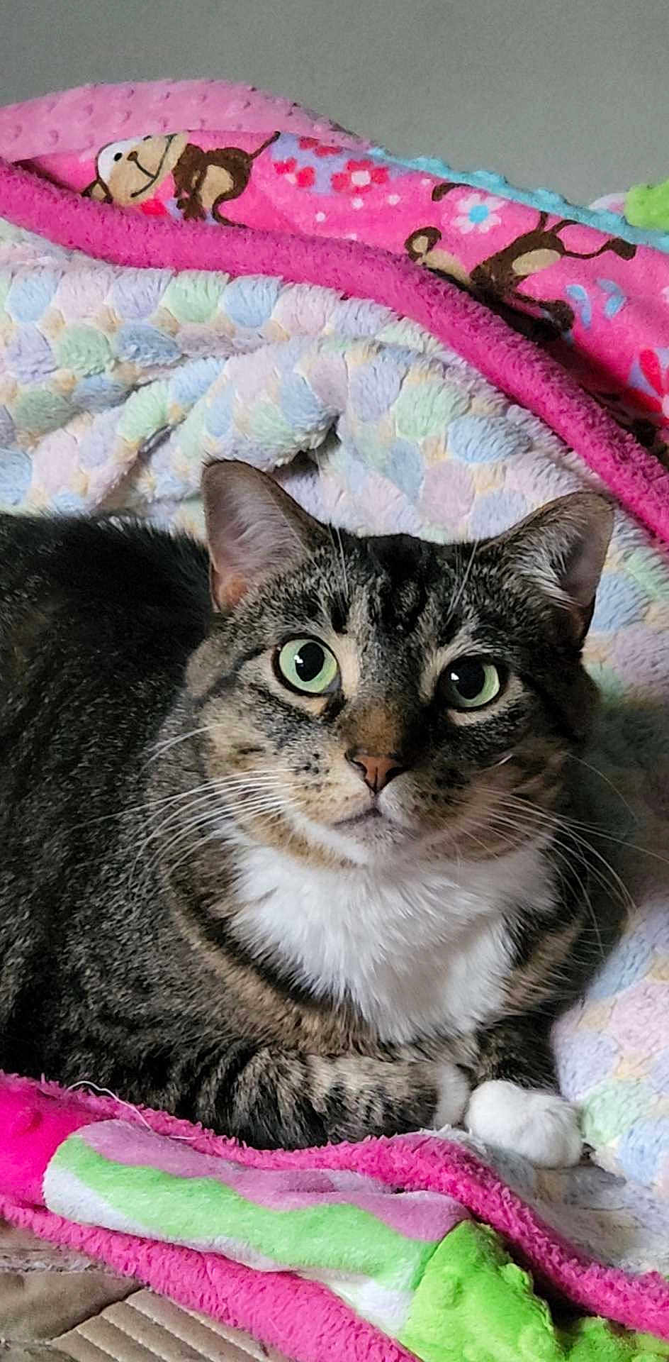 Belle is registered to the contest to win money with this photo: cat, tabby, green_eyes, pet, animal, feline, whiskers, blanket, colorful_blanket, indoor, resting, cute, domestic_cat, fur, closeup, cozy, soft_texture, pink, patterned_blanket, relaxed