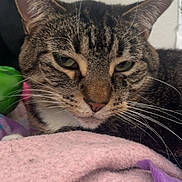 Belle is registered to the contest to win money with this photo: cat, tabby, animal, pet, feline, resting, blanket, pink, purple, soft, fur, whiskers, green_eyes, relaxed, indoor, close_up, cute, sleepy, cozy, portrait
