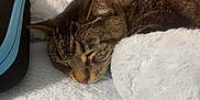 Belle is registered to the contest to win money with this photo: cat, tabby, sleeping, cozy, fluffy_blanket, whiskers, pet, closeup, fur, resting, nap, indoor, cute, animal, soft, relaxation, warm, peaceful, comfort, feline