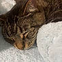 cat, tabby, sleeping, cozy, fluffy_blanket, whiskers, pet, closeup, fur, resting, nap, indoor, cute, animal, soft, relaxation, warm, peaceful, comfort, feline