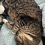 Belle joined the competition — help win amazing prizes! cat, tabby, sleeping, curled_up, fur, paws, white_paws, fluffy, plush, blue, cozy, resting, pet, animal, domestic, cute, close_up, indoor, relaxing, whiskers