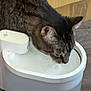 Belle is registered to the contest to win money with this photo: cat, tabby_cat, pet_fountain, water, drinking, indoor, cardboard_box, wooden_floor, animal, feline, head, ears, fur, domestic_cat, pet, close_up, side_view, floor, home, curious
