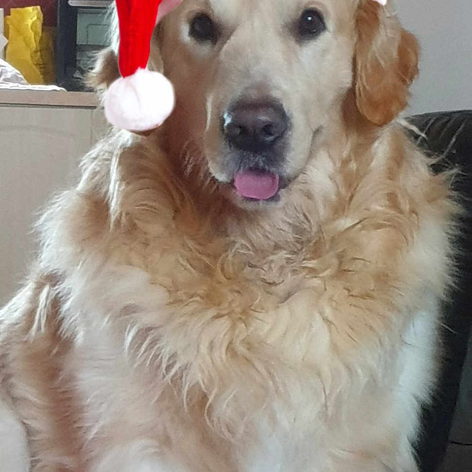 Janco a rejoint le concours — aidez-le/la à gagner de superbes lots ! box, canidae, carnivore, companion_dog, dog, dog_breed, fur, golden_retriever, livestock_guardian_dog, natural_material, organ, retriever, slovak_cuvac, snout, sporting_group, tongue, vertebrate, whiskers, working_animal, working_dog