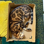 Zion participe au concours pour gagner de l'argent avec cette photo : bengal_cat, cardboard_box, cat, cozy, cushion, domestic_animal, feline, fur, green_rug, indoor, pet, relaxed, resting, sleeping, spotted, striped, tail, whiskers, wooden_floor, yellow_cushion