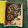 bengal_cat, cardboard_box, cat, cozy, cushion, domestic_animal, feline, fur, green_rug, indoor, pet, relaxed, resting, sleeping, spotted, striped, tail, whiskers, wooden_floor, yellow_cushion