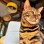 Zion a rejoint le concours — aidez-le/la à gagner de superbes lots ! cat, bengal_cat, striped_fur, chair, indoor, wooden_beams, lamp, yellow_lampshade, whiskers, green_eyes, pet, feline, closeup, portrait, domestic_animal, fur, muzzle, ear, natural_light, home_interior