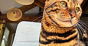 Zion a rejoint le concours — aidez-le/la à gagner de superbes lots ! bengal_cat, cat, chair, closeup, domestic_animal, ear, feline, fur, green_eyes, home_interior, indoor, lamp, muzzle, natural_light, pet, portrait, striped_fur, whiskers, wooden_beams, yellow_lampshade
