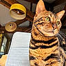 cat, bengal_cat, striped_fur, chair, indoor, wooden_beams, lamp, yellow_lampshade, whiskers, green_eyes, pet, feline, closeup, portrait, domestic_animal, fur, muzzle, ear, natural_light, home_interior