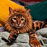 Zion a rejoint le concours — aidez-le/la à gagner de superbes lots ! animal, blanket, brown, cat, closeup, costume, cushion, cute, feline, fur, green_eyes, indoor, lion_costume, orange, paw, pet, portrait, relaxed, striped, whiskers