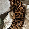 bengal_cat, cat, sleeping, curled_up, striped, spotted, feline, pet, cozy, blanket, couch, fur, whiskers, relaxed, indoors, nap, soft_texture, pattern, animal, resting