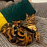 bengal_cat, cat, pet, animal, feline, couch, cushion, indoor, relaxing, striped, spotted, orange, brown, black, yellow_cushion, teal_cushion, fur, domestic_cat, resting, alert