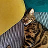 cat, bengal_cat, sleeping, couch, pillow, yellow_pillow, teal_cushion, striped_couch, fur, pet, indoor, relaxing, cozy, nap, whiskers, tabby_pattern, animal, feline, resting, closeup