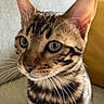 cat, bengal_cat, close_up, portrait, feline, pet, whiskers, green_eyes, striped_fur, tabby_pattern, ears, nose, indoor, sofa, couch, animal, cute, fur, domestic_cat, mammal
