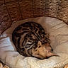 cat, bengal_cat, sleeping, basket, woven_basket, blanket, white_blanket, pet, animal, fur, striped_fur, cozy, resting, indoor, cute, small_space, nest, domestic_cat, relaxation, soft