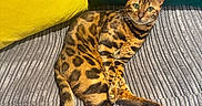 Zion participe au concours pour gagner de l'argent avec cette photo : bengal_cat, cat, pet, animal, feline, couch, sofa, cushion, yellow_cushion, green_cushion, striped_couch, indoor, relaxed, lying_down, looking_at_camera, domestic_cat, green_eyes, fur_pattern, whiskers, tail