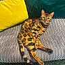 bengal_cat, cat, pet, animal, feline, couch, sofa, cushion, yellow_cushion, green_cushion, striped_couch, indoor, relaxed, lying_down, looking_at_camera, domestic_cat, green_eyes, fur_pattern, whiskers, tail